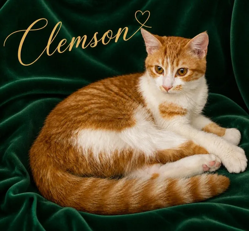 Clemson thumbnail 2
