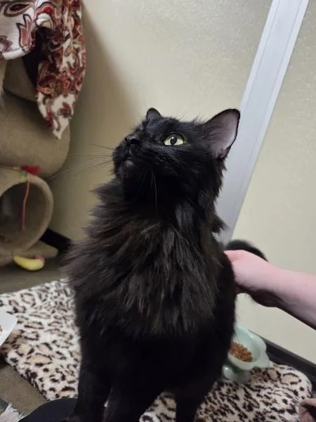 An adult medium-sized male Domestic Long Hair cat named Flower for adoption in Oceanside, CA