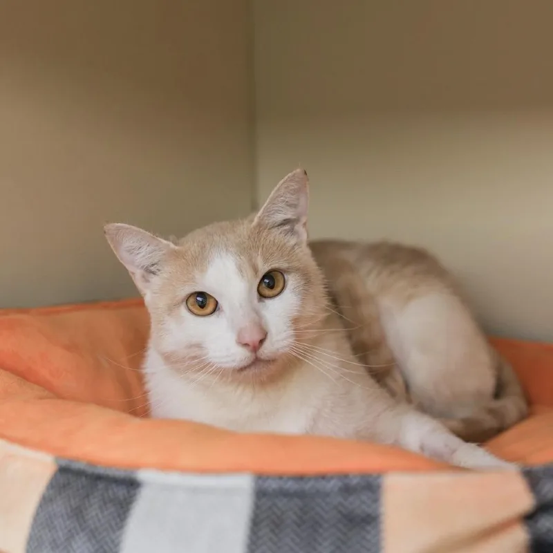 A young medium-sized female Orange / Red Domestic Short Hair cat named Fruitcake for adoption in Los Angeles, CA