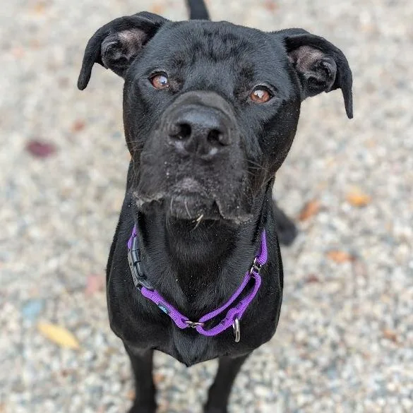 An adult large-sized male Mixed Breed dog named Loki for adoption in West Olive, MI