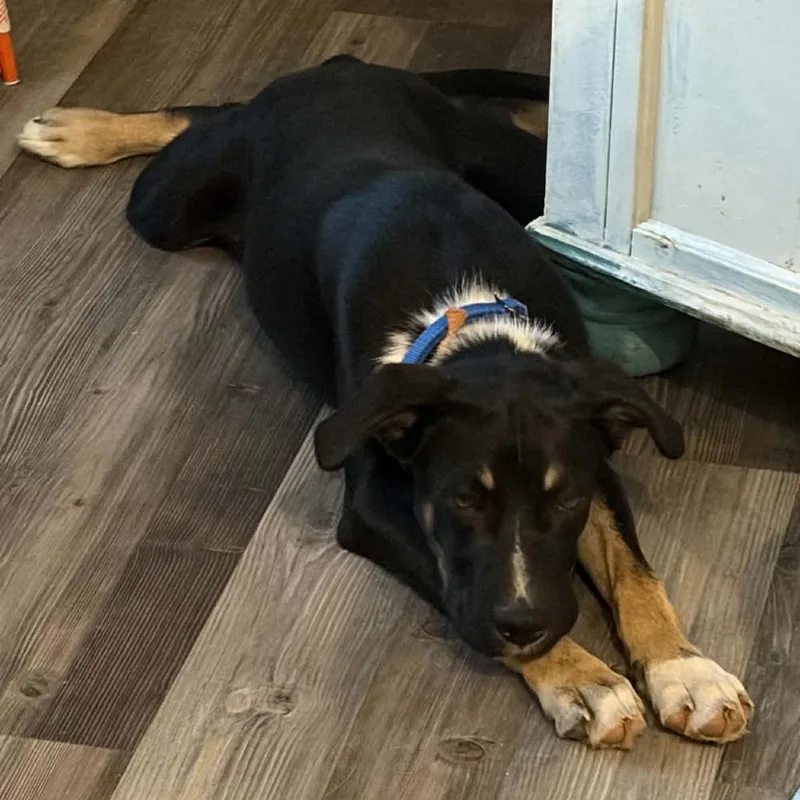 A baby medium-sized male Black Shepherd dog named Max for adoption in Beulaville, NC
