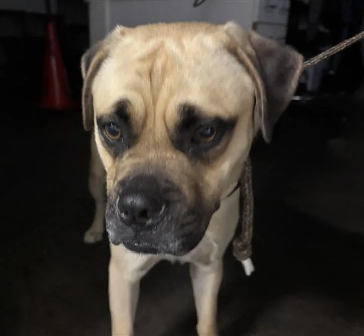 A young medium-sized male Mixed Breed dog named Memo for adoption in Los Angeles, CA