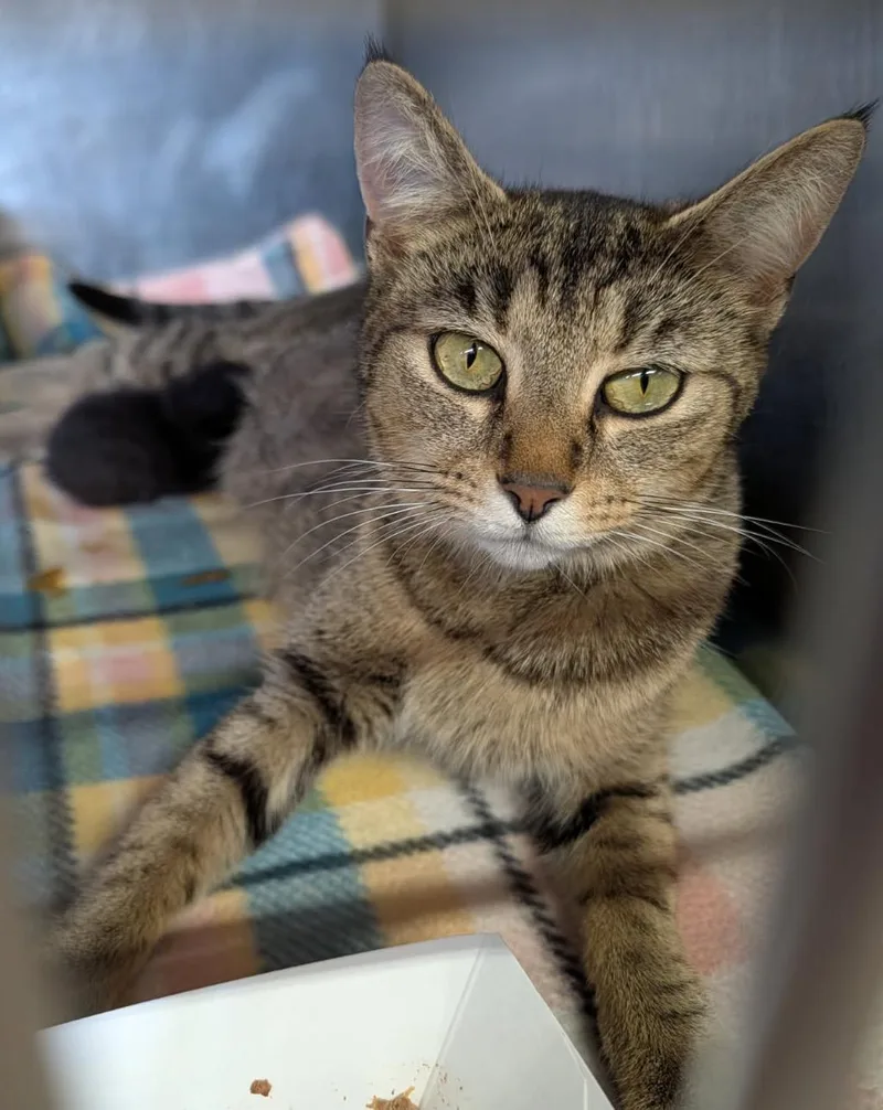 An adult medium-sized female Tabby (Brown / Chocolate) Tabby cat named Sera for adoption in Marietta, OH