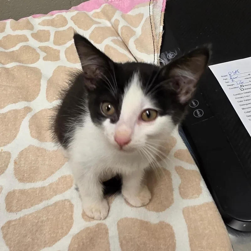 A baby small-sized female Black Domestic Short Hair cat named Cottontail for adoption in Bristol, IN