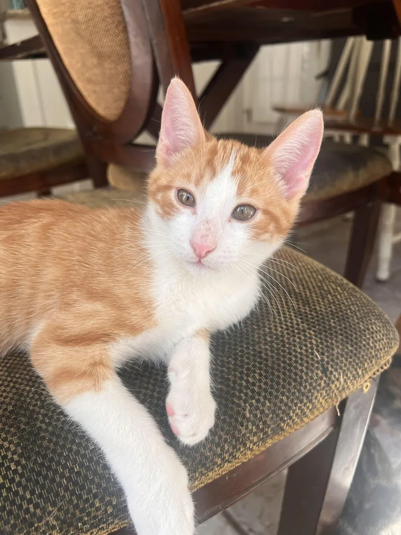 A baby medium-sized male Orange & White Domestic Short Hair cat named Langdon for adoption in Houston, TX