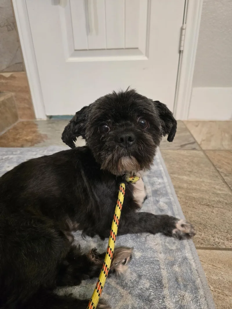 An adult small-sized male Shih Tzu dog named Vader for adoption in De Pere, WI