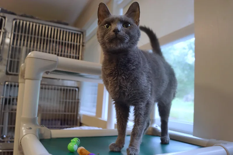 A young medium-sized male Gray / Blue / Silver Domestic Short Hair cat named Trent for adoption in New Milford, CT