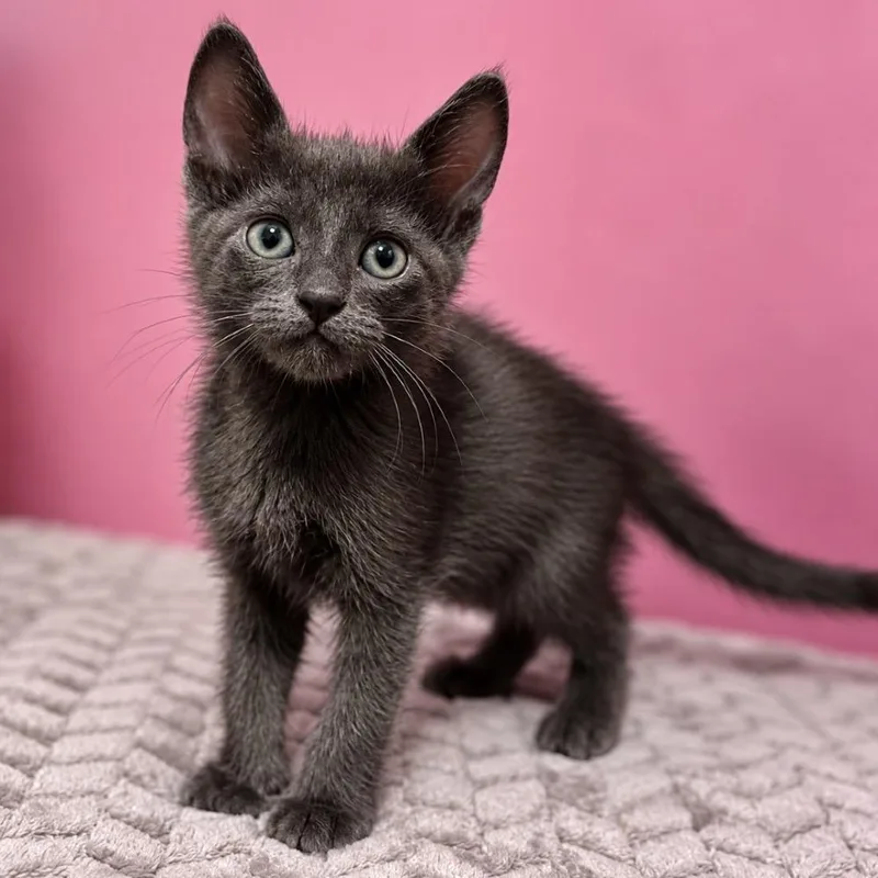 A baby small-sized male Gray / Blue / Silver Russian Blue cat named Blue Bayou for adoption in Boerne, TX