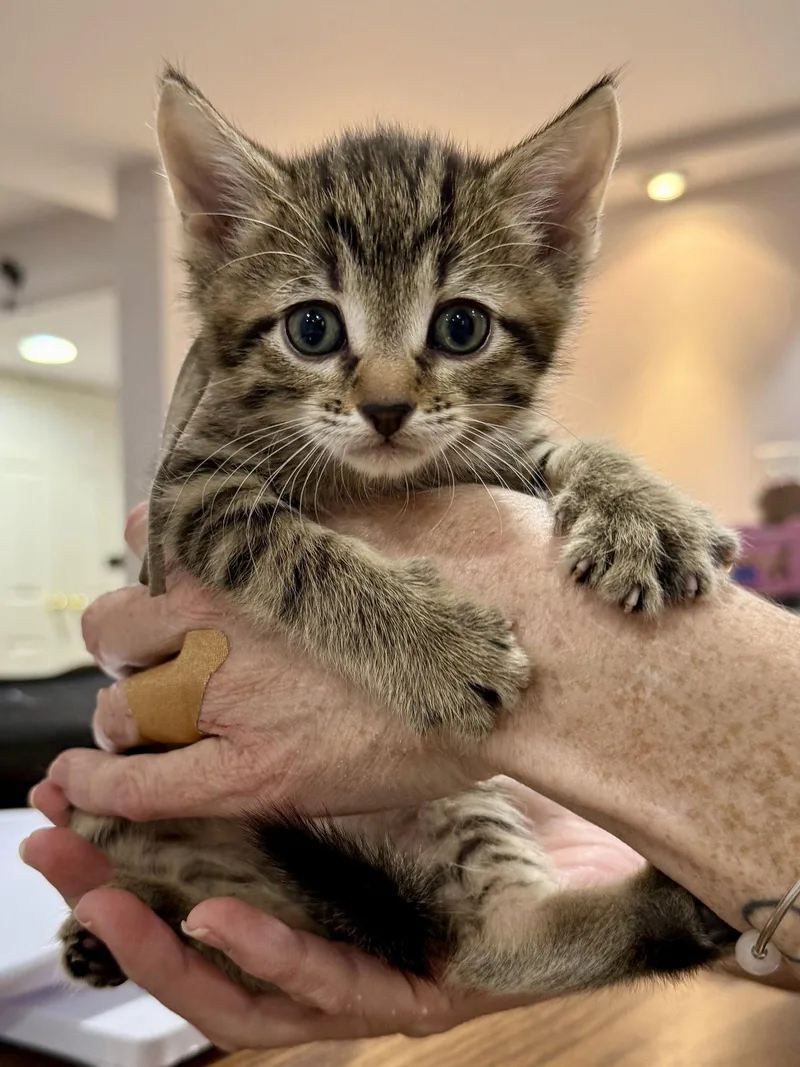 Cat  Fabio thumbnail 2