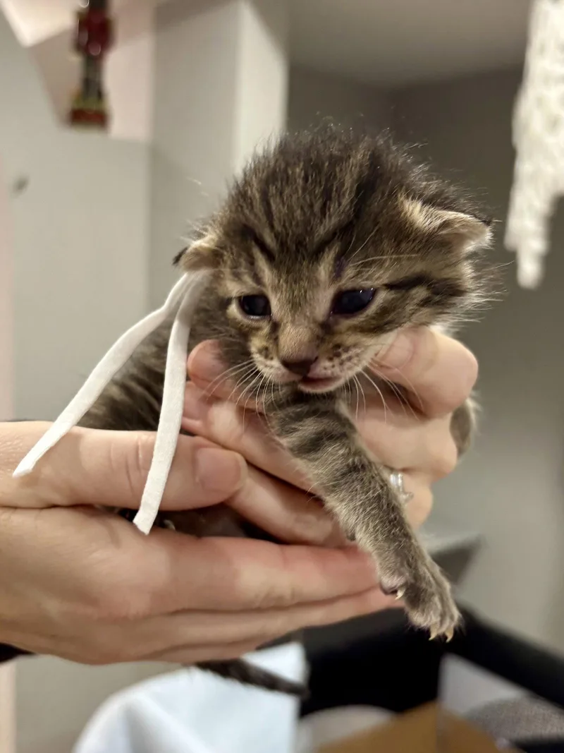 Cat  Fabio thumbnail 3