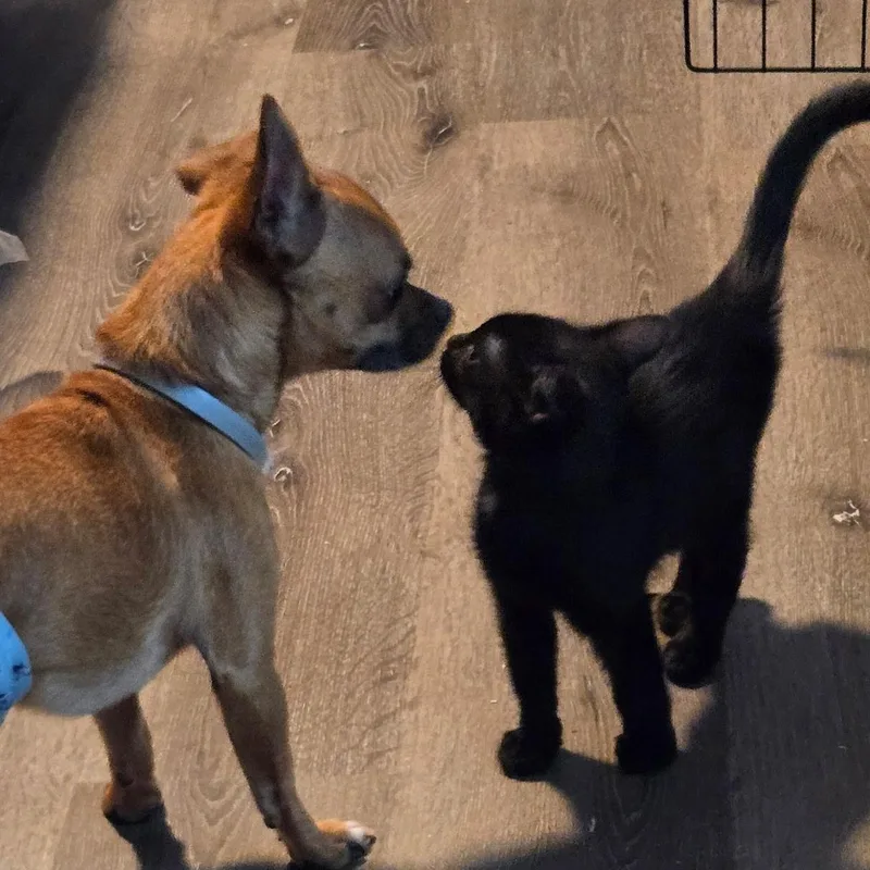 A baby medium-sized male Domestic Short Hair cat named Sambo for adoption in Pottsboro, TX
