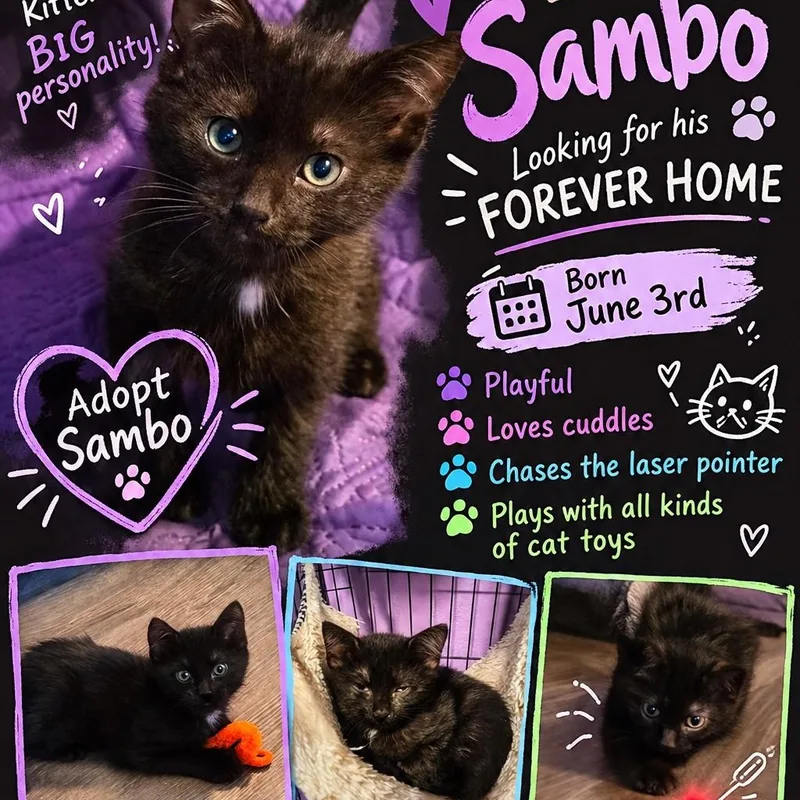 Sambo thumbnail 3