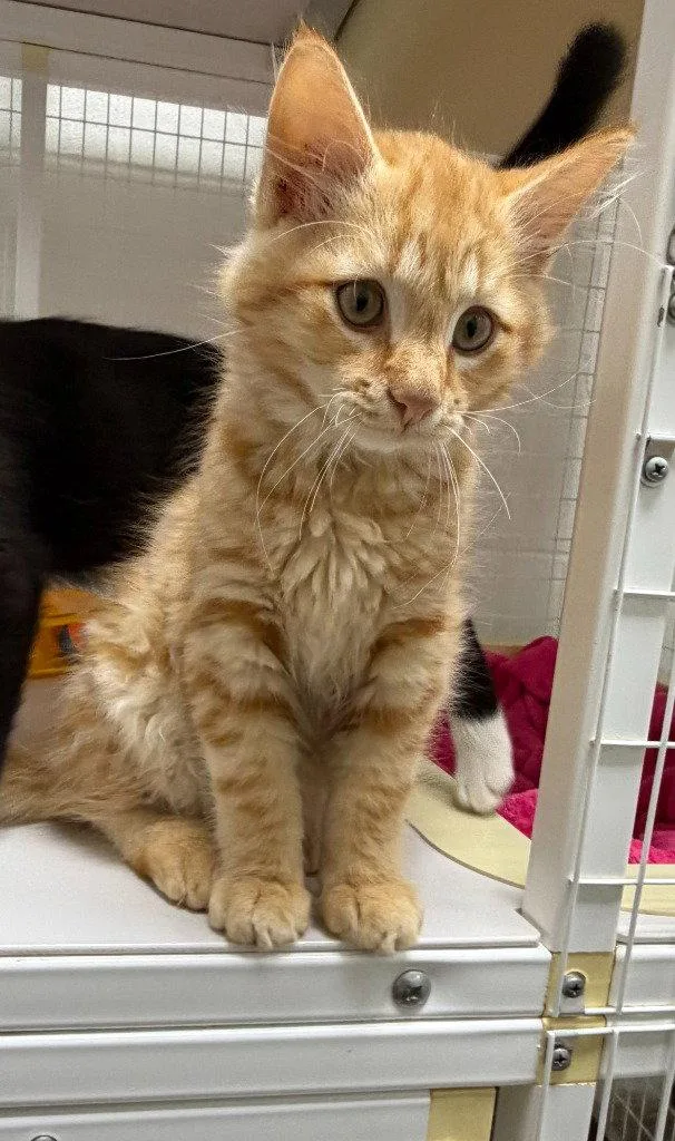 A baby medium-sized male Orange / Red Domestic Short Hair cat named Victor for adoption in St. Helens, OR