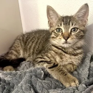 A baby small-sized male Brown / Chocolate Domestic Short Hair cat named Alex Condon for adoption in Fernandina Beach, FL