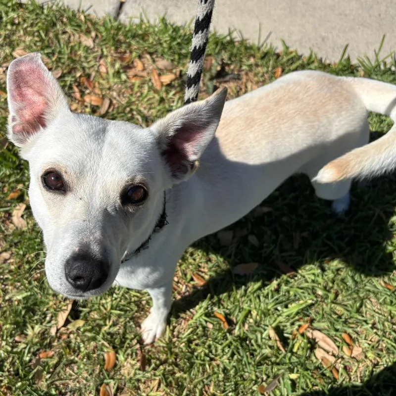 An adult medium-sized male White / Cream Terrier dog named Kachow for adoption in Corpus Christi, TX