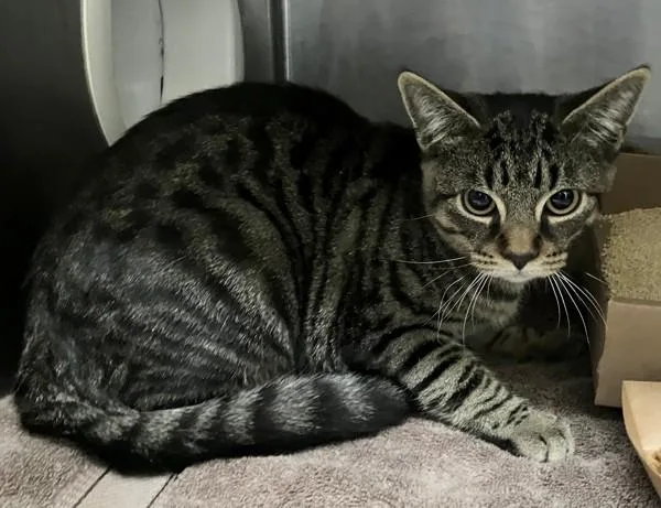 A young medium-sized female Domestic Short Hair cat named Biscotti for adoption in Staten Island, NY