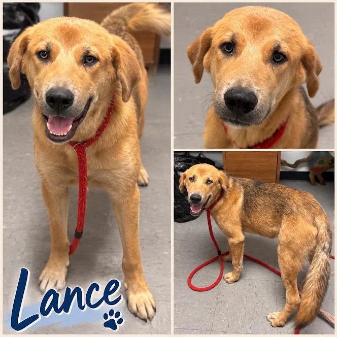 A young large-sized male Great Pyrenees dog named Lance for adoption in Zimmerman, MN