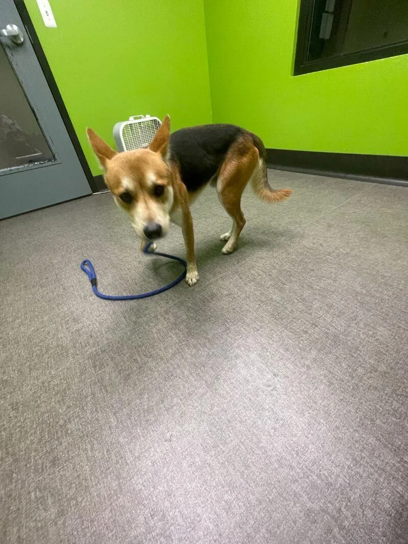 An adult medium-sized male Tricolor (Brown, Black, & White) Mixed Breed dog named Batman for adoption in Osseo, MI