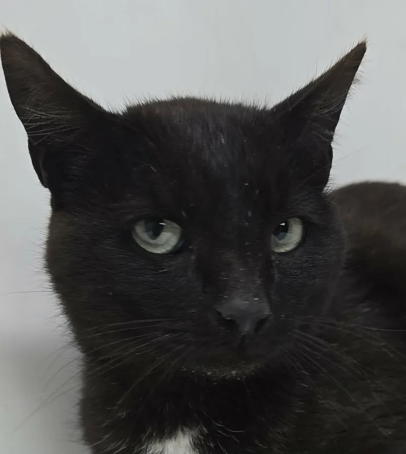 A baby medium-sized male Black Domestic Short Hair cat named Jack for adoption in Newport, TN