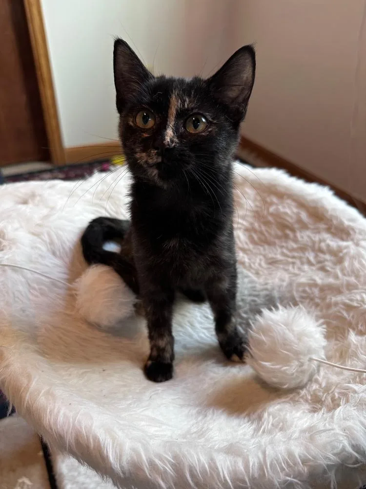 A baby small-sized female Domestic Short Hair cat named Story for adoption in Thornton, CO