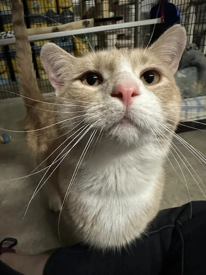 Mockingjay thumbnail 3