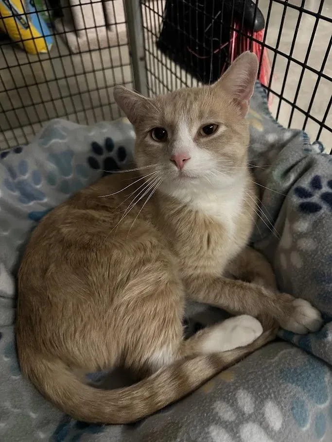 Mockingjay thumbnail 4