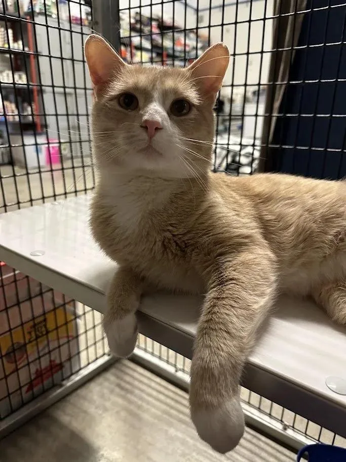 An adult large-sized male Orange & White Domestic Short Hair cat named Mockingjay for adoption in Winona, MN