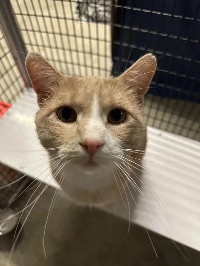 Mockingjay thumbnail 5