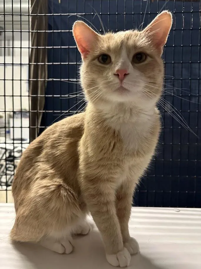 Mockingjay thumbnail 6