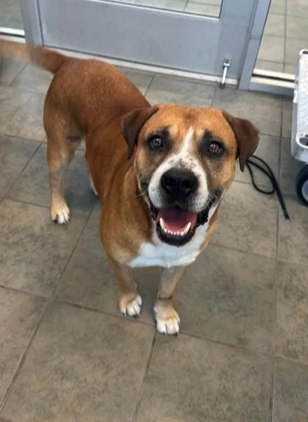 An adult large-sized male Labrador Retriever dog named Chase for adoption in San Antonio, TX