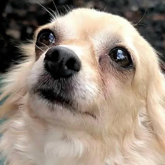 An adult small-sized female White / Cream Chihuahua dog named Tawny for adoption in St. Charles, IL