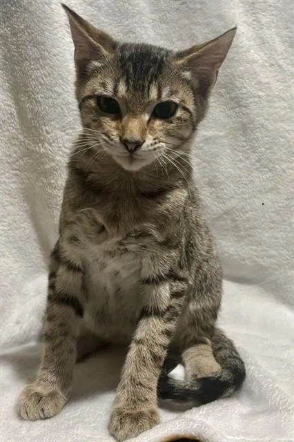 A baby small-sized male Domestic Short Hair cat named Simba for adoption in Conroe, TX