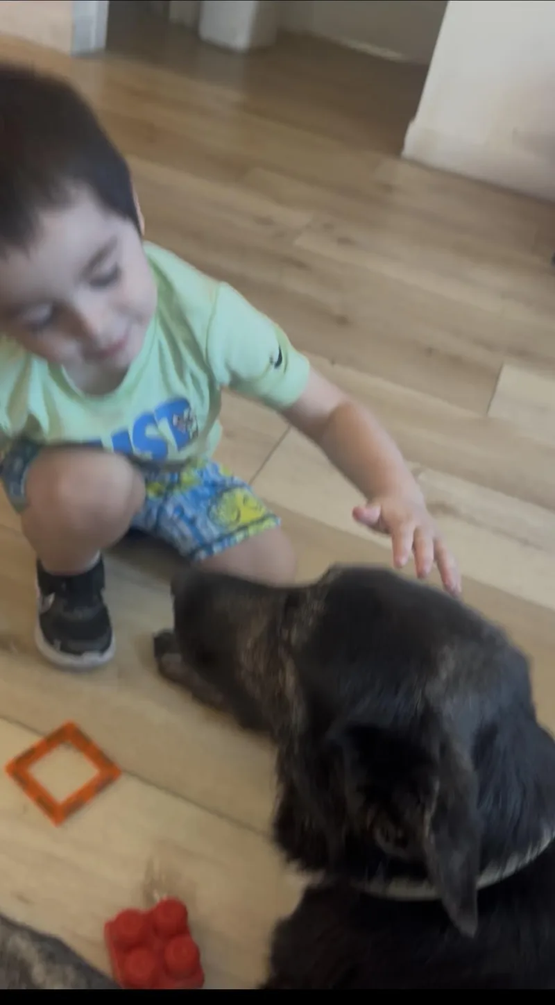 A young medium-sized female German Shepherd Dog dog named Mia for adoption in Sherman Oaks, CA