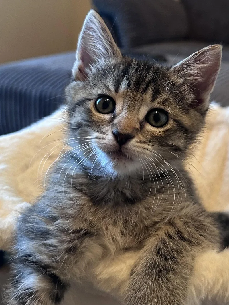 A baby medium-sized female Tabby cat named Angelique for adoption in Vacaville, CA