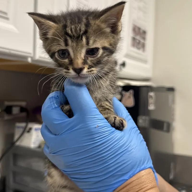 A baby small-sized male Brown / Chocolate Domestic Short Hair cat named Bear for adoption in Greenville, SC