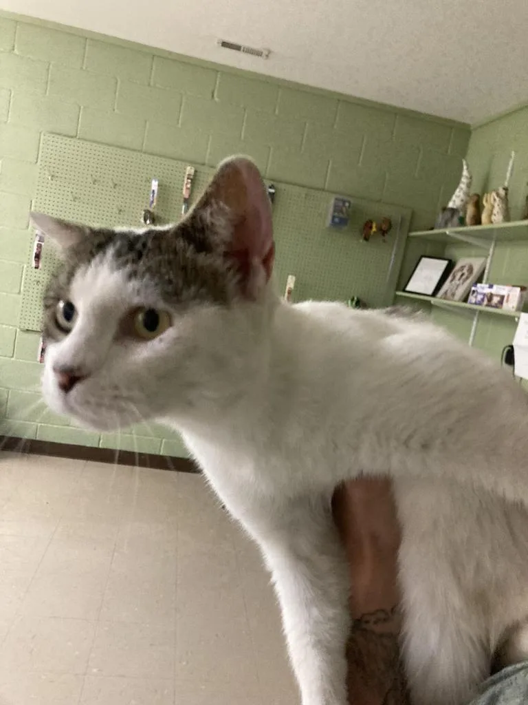 A young medium-sized female Domestic Short Hair cat named Hibiscus for adoption in Burnsville, NC