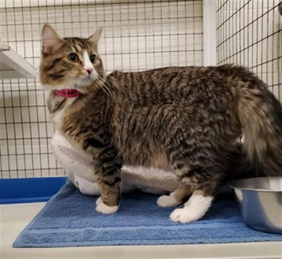 A young medium-sized female Domestic Long Hair cat named Olive for adoption in Peoria, IL