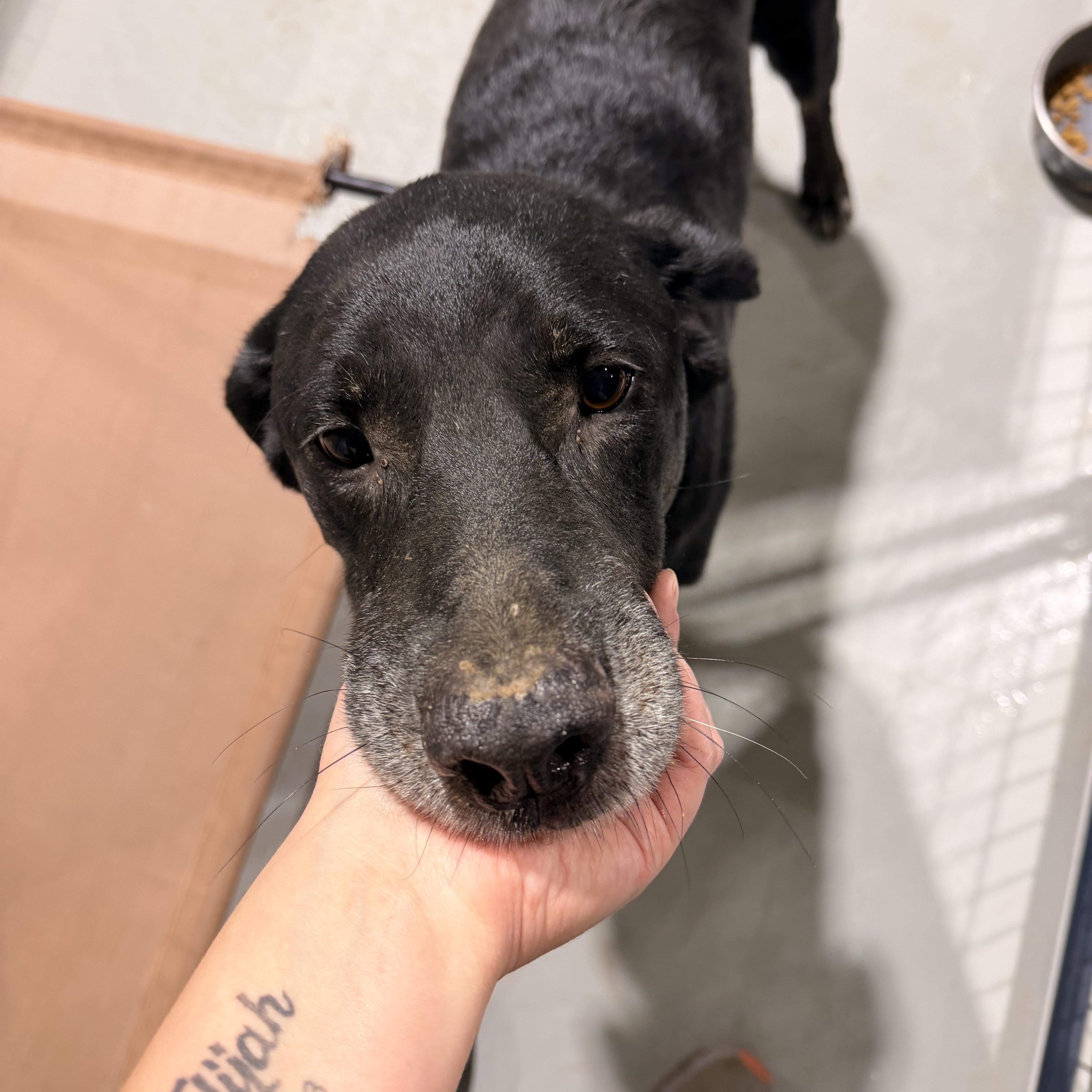 An adult large-sized male Black Mixed Breed dog named Bear for adoption in Ruston, LA