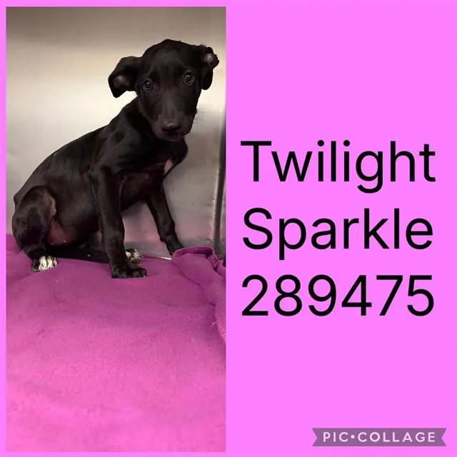 A baby small-sized female Mixed Breed dog named Twighlight Sparkle for adoption in Macon, GA