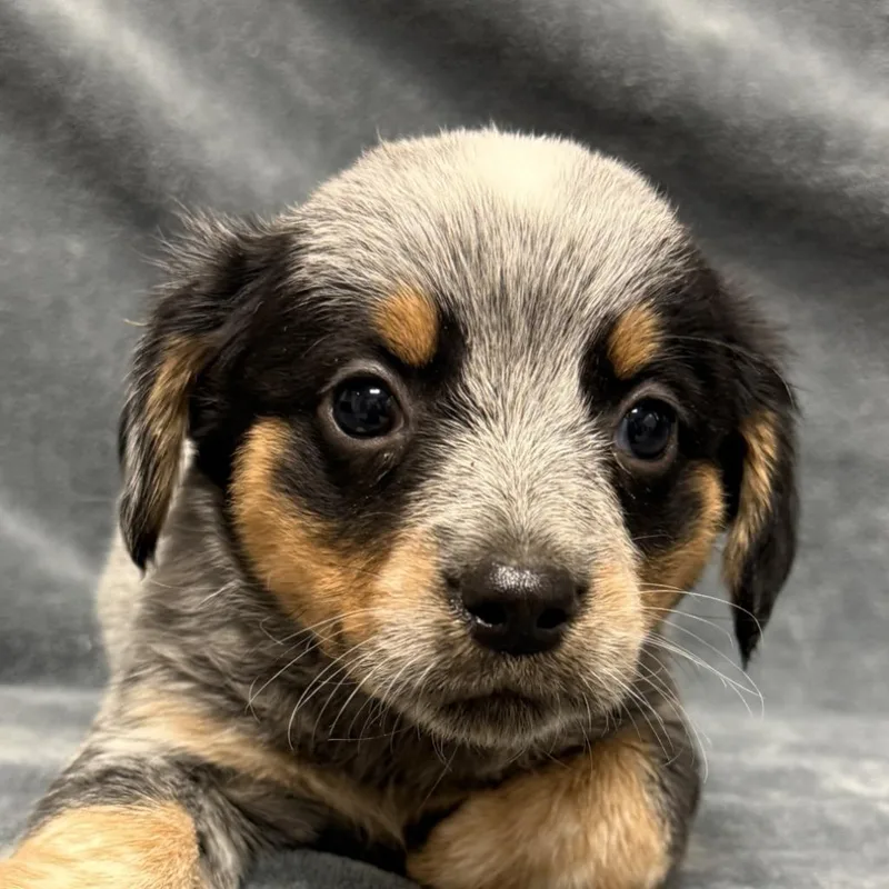 A baby medium-sized female Australian Cattle Dog / Blue Heeler dog named Cindy for adoption in Brenham, TX