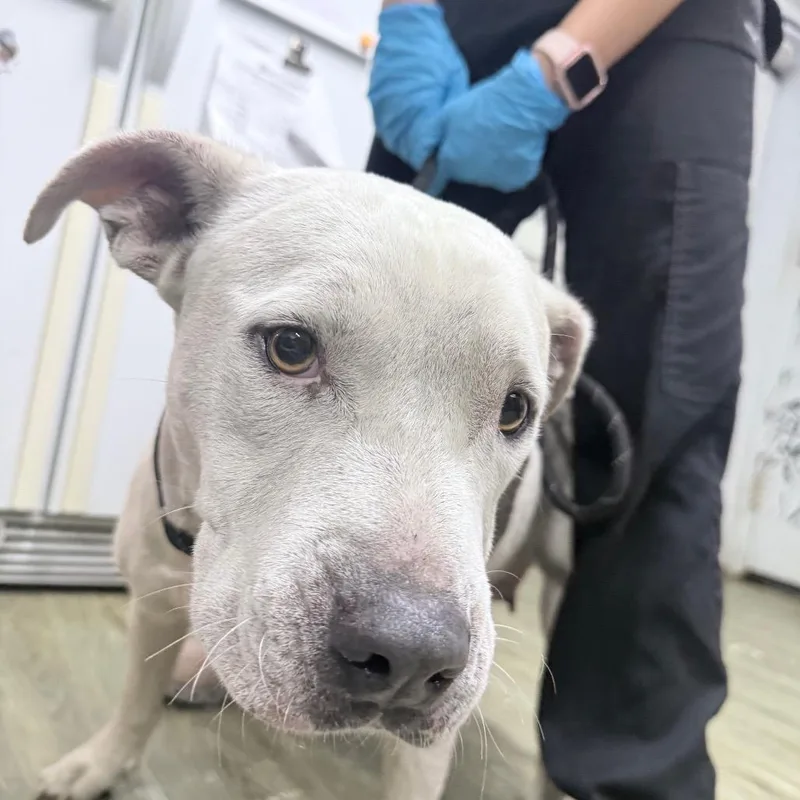 A senior medium-sized female White / Cream Mixed Breed dog named Cash for adoption in Summerville, SC