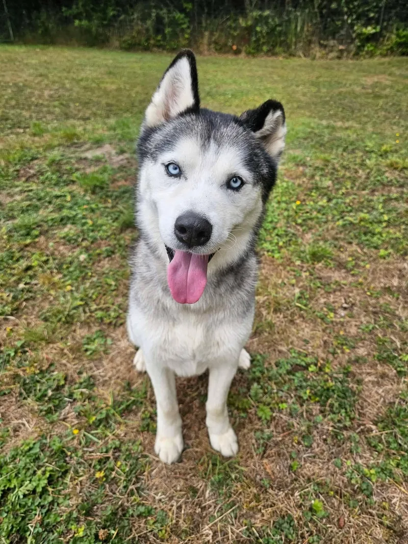An adult large-sized male Black Husky dog named Kelko for adoption in Crescent city, CA