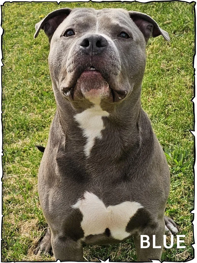 An adult large-sized male Gray / Blue / Silver Pit Bull Terrier dog named Blue for adoption in Whiting, IN