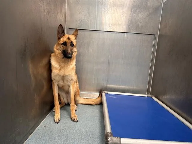 A young medium-sized female German Shepherd Dog dog named Sally for adoption in Baldwin Park, CA