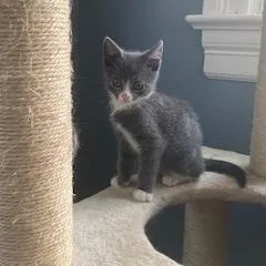 A baby small-sized female Gray / Blue / Silver Domestic Short Hair cat named Gretchen for adoption in Woodbridge, VA