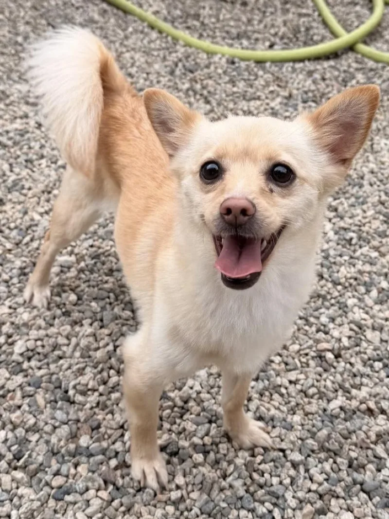 A young small-sized female Pomeranian dog named Cher for adoption in Agua Dulce, CA