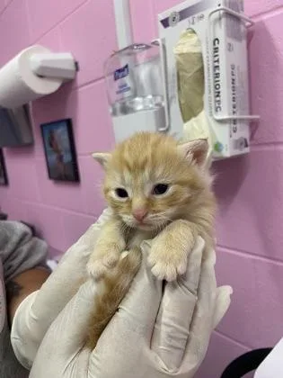 A baby small-sized female Domestic Short Hair cat named Penne for adoption in Columbus, IN