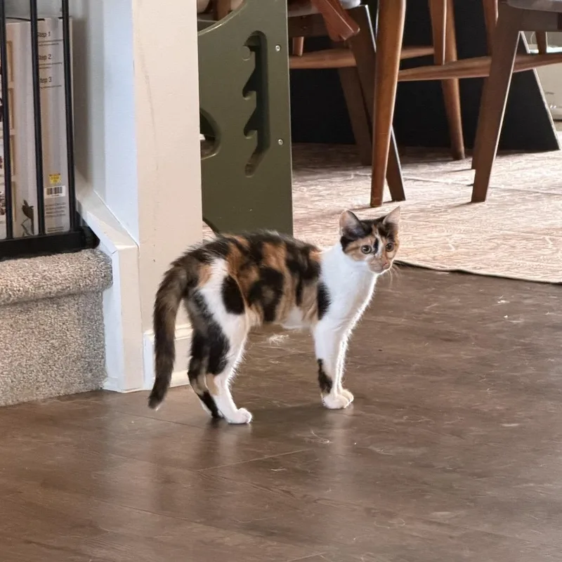A baby medium-sized female Calico Domestic Short Hair cat named Kiwi for adoption in Murfreesboro, TN