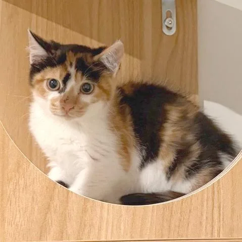Kiwi thumbnail 2