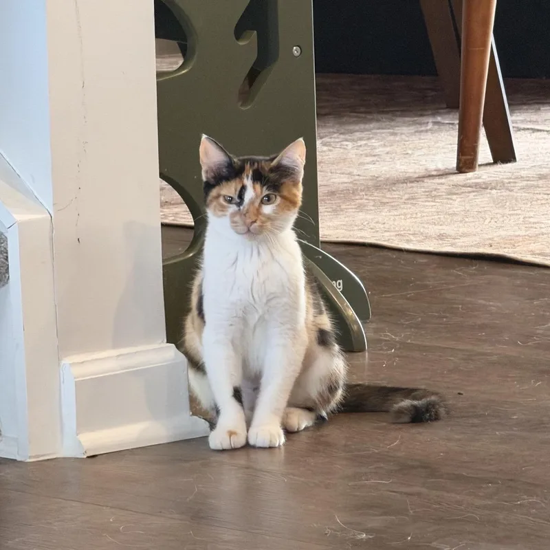 Kiwi thumbnail 3